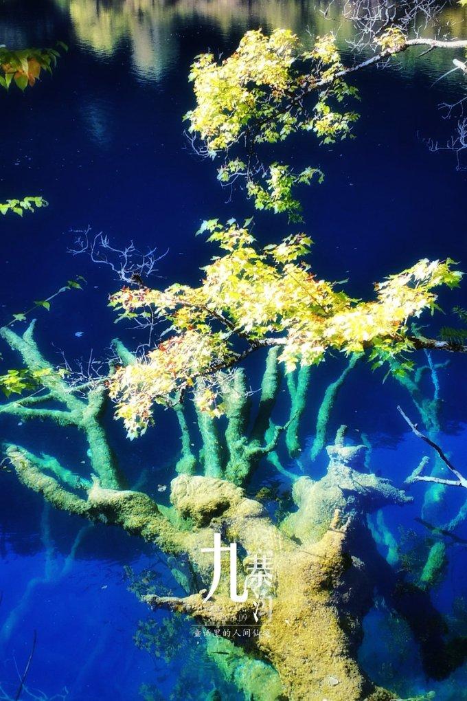 熊出没水果大陆2